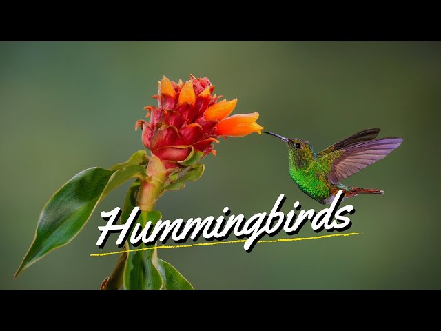 Potted Flowers That Attract Hummingbirds