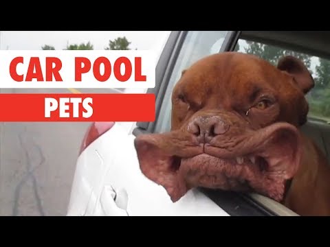 Car Pool Pets - UCPIvT-zcQl2H0vabdXJGcpg