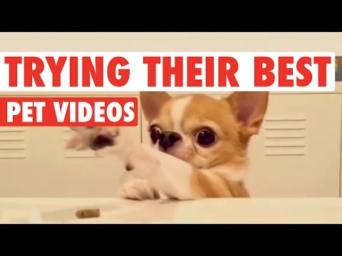 Pets Trying Their Best || Funny Pet Compilation - UCPIvT-zcQl2H0vabdXJGcpg