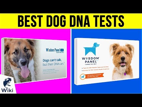 7 Best Dog DNA Tests 2019 - UCXAHpX2xDhmjqtA-ANgsGmw