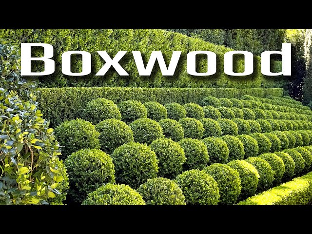 how-to-prune-boxwoods-for-the-best-shape-and-growth-hayfarmguy