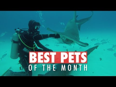 Best Pets of the Week | June 2018 Week 4 - UCPIvT-zcQl2H0vabdXJGcpg