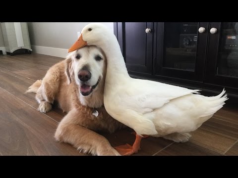 Dog And Duck Are Inseparable Best Friends - UC9LxuffQCm_Z4KBCoXZvSHA