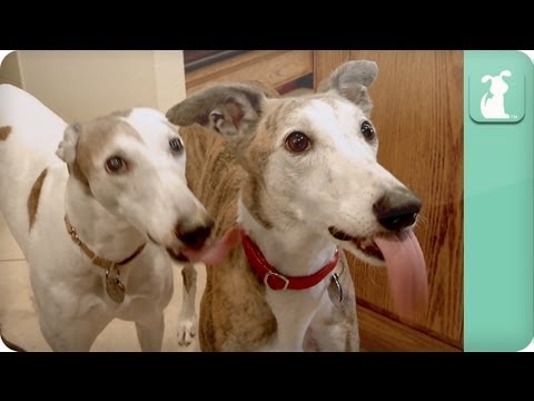 Greyhounds Eating Peanut Butter - UCPIvT-zcQl2H0vabdXJGcpg