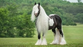 Austin - Gypsy Vanner Horse Stallion