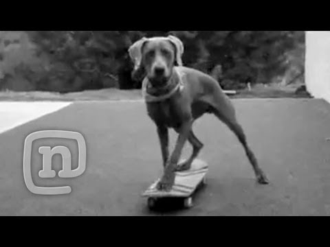 Skateboarding Dog Vs Skateboarding Horse - The Amazing Richie Jackson Skateboard Show - UCsert8exifX1uUnqaoY3dqA
