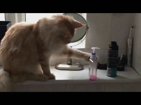Passive Aggressive Cats Video Compilation 2016 - UCPIvT-zcQl2H0vabdXJGcpg