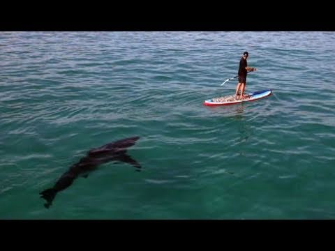 Great White Invasion - Paddling With a Shark - UCqOoboPm3uhY_YXhvhmL-WA