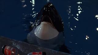 Free Willy - Jesse Discovers Willy's Family
