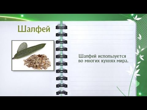 Кулинарная энциклопедия - Шалфей - UC7XBjhXnmmXFsxmnys9PmDQ