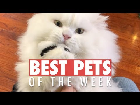 Best Pets of the Week | February Week 1 2018 - UCPIvT-zcQl2H0vabdXJGcpg