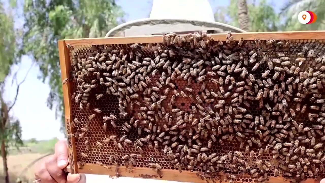 How climate change is affecting Iraqi beekeepers