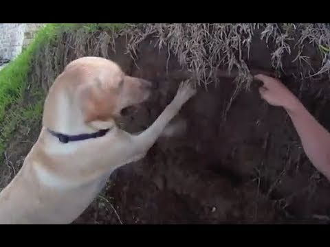 Yellow Lab dog is fun! - UCTs-d2DgyuJVRICivxe2Ktg