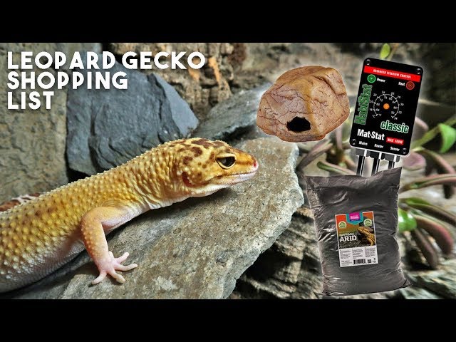 What Kind of Clothes Do Leopard Geckos Need?