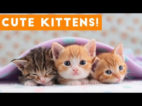 Cutest Kitten Video Compilation of 2017 | Funny Pet Videos - UCYK1TyKyMxyDQU8c6zF8ltg