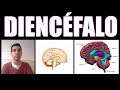 Image of the cover of the video;El DIENCÉFALO, neuroanatomía y funciones | Píldora educativa | Mr. Hipotálamo