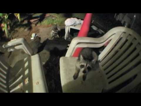 3 Raccoons LOVE cinnamon toasters cereal! - UCTs-d2DgyuJVRICivxe2Ktg