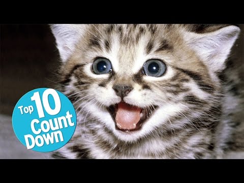 Top 10 Domesticated Cat Breeds - UCaWd5_7JhbQBe4dknZhsHJg