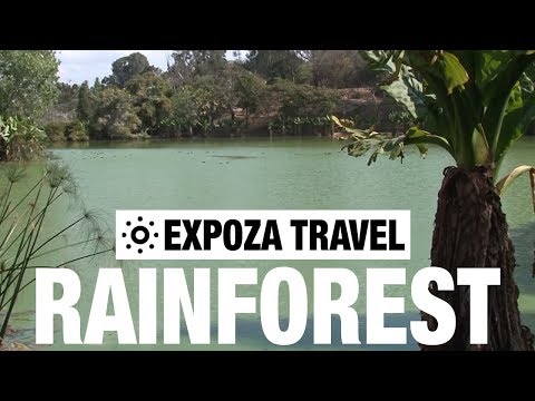 Rainforest (Madagascar) Vacation Travel Video Guide - UC3o_gaqvLoPSRVMc2GmkDrg
