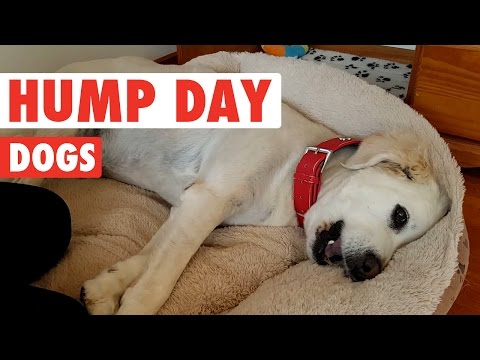 Hump Day Dogs Compilation 2016 - UCPIvT-zcQl2H0vabdXJGcpg