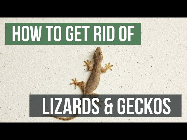 Do Lizards Pee? The Answer May Surprise You!