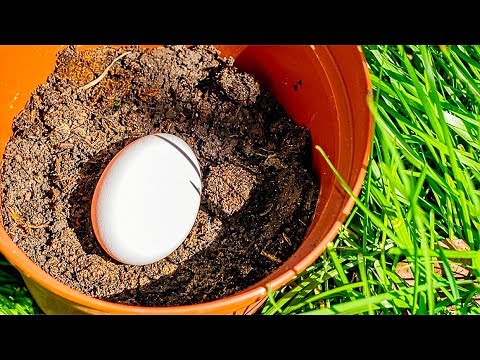 20 AWESOME DIY IDEAS FOR YOUR GARDEN - UC295-Dw_tDNtZXFeAPAW6Aw