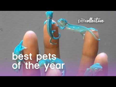 Best Pet Videos of the Year 2017! - UCPIvT-zcQl2H0vabdXJGcpg