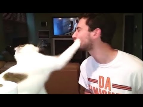 Funny Cats Hate Bad Singing Compilation || NEW - UCCLFxVP-PFDk7yZj208aAgg