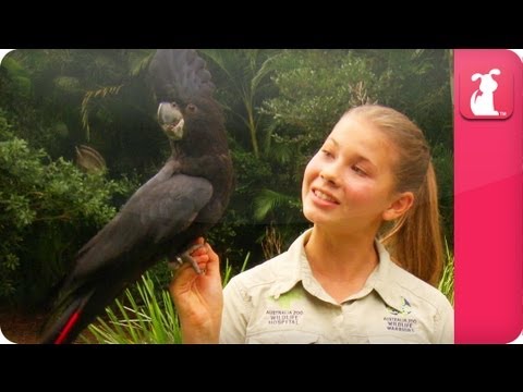 Bindi & Robert Irwin feature - Black Cockatoo (Euli) - Growing Up Wild - UCPIvT-zcQl2H0vabdXJGcpg