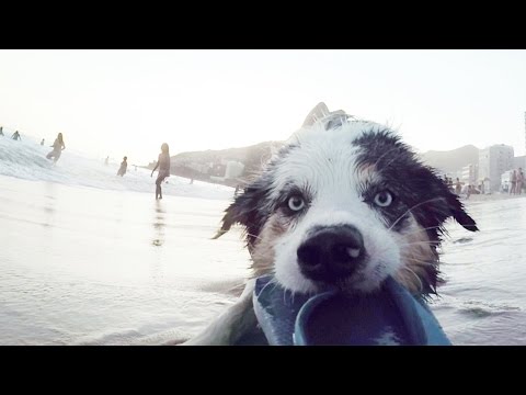 GoPro: Dog Plays Ball With Brazilian Footballer Gabigol - UCqhnX4jA0A5paNd1v-zEysw