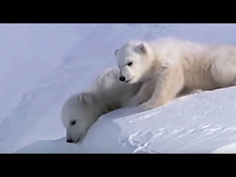 Polar bear cubs out on the Arctic ice | Planet Earth | BBC Earth - UCwmZiChSryoWQCZMIQezgTg