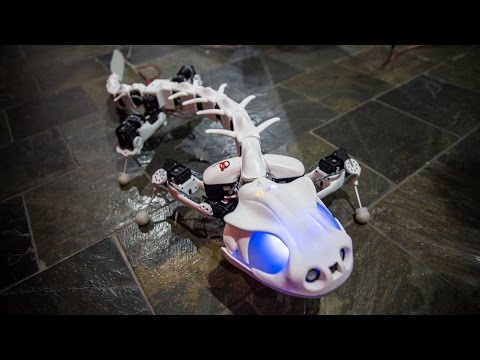 5 INCREDIBLE Animal Robots - UCoo0Bg4KMLADhe8M96fpWYQ