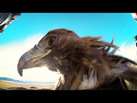 GoPro: Golden Eagle POV Flight in 2.7K - UCqhnX4jA0A5paNd1v-zEysw