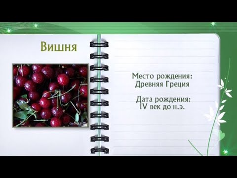 Кулинарная энциклопедия - Вишня - Часть 1 - UC7XBjhXnmmXFsxmnys9PmDQ