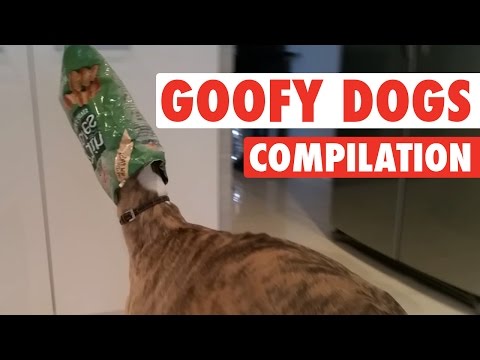 Craziest, Goofiest Dogs || Goofy Dogs Compilation - UCPIvT-zcQl2H0vabdXJGcpg