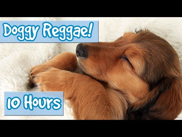 Reggae Music for Dogs – The Best Way to Chill