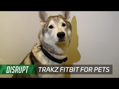 Trakz is a Fitbit with GPS for your dog or cat - UCCjyq_K1Xwfg8Lndy7lKMpA