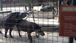 Anta - tapir