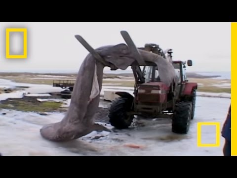 Eating Rotten Shark | National Geographic - UCpVm7bg6pXKo1Pr6k5kxG9A