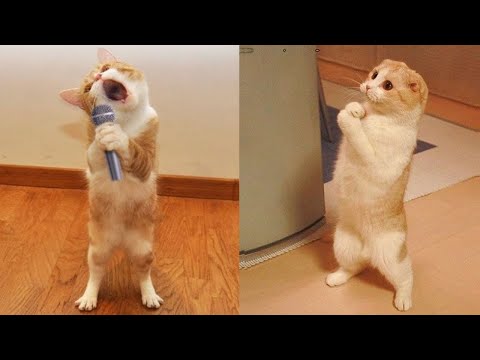 Funniest Animals - Best Of The 2021 Funny Animal Videos #41 - UC24KUWwW8-rJu3GZKLPYvcw