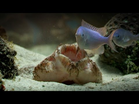 The Tasselled Wobbegong Shark Lures in Prey for Ambush - UCqOoboPm3uhY_YXhvhmL-WA