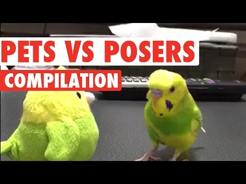 Funny Pets Vs. Posers Compilation 2016 - UCPIvT-zcQl2H0vabdXJGcpg