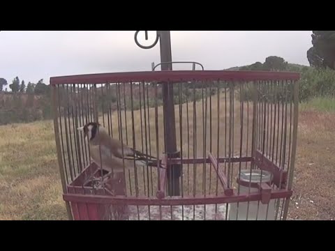 Nyanyian Burung Goldfinch untuk Menarik Burung Lain