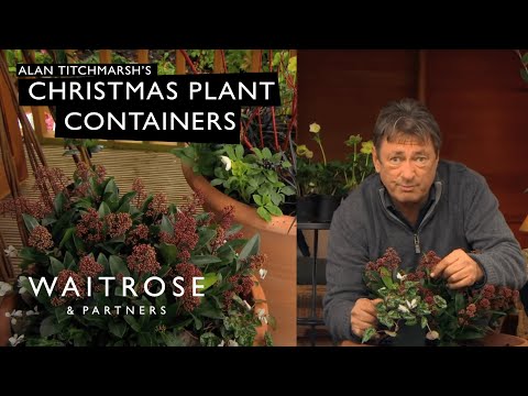 Alan Titchmarsh's Christmas Containers - Waitrose Garden - UCFNJOpACpCFRH_Fm_66L3iw