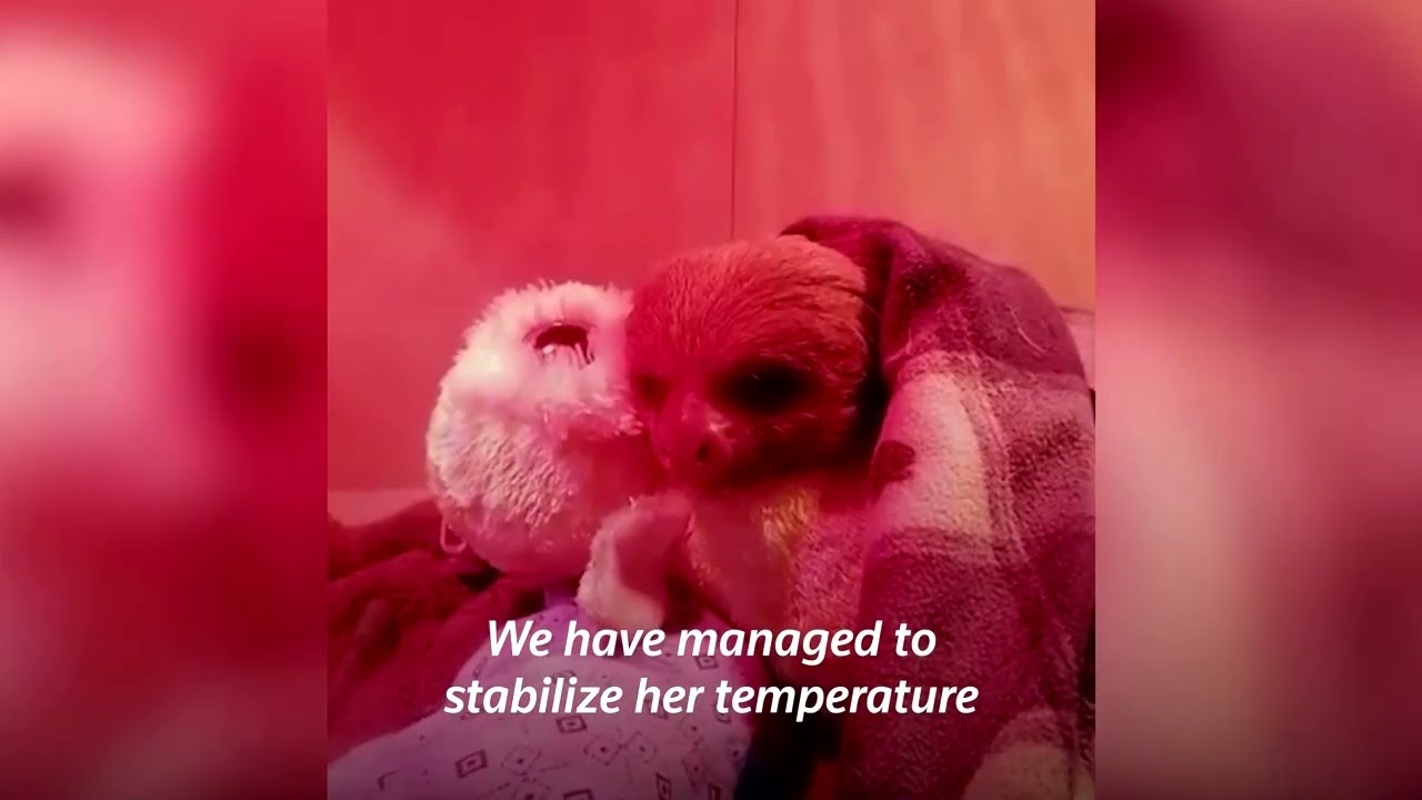 Sloth rescued in Peru