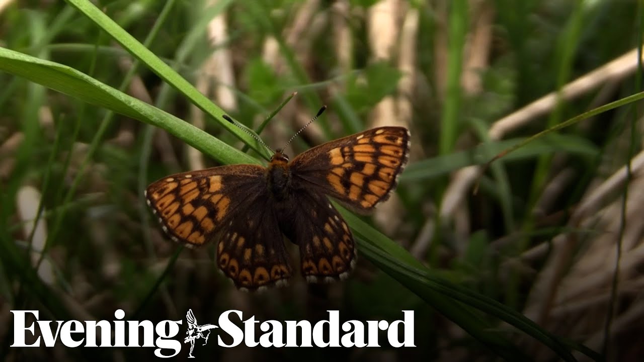 Four fifths of UK butterflies in decline report says