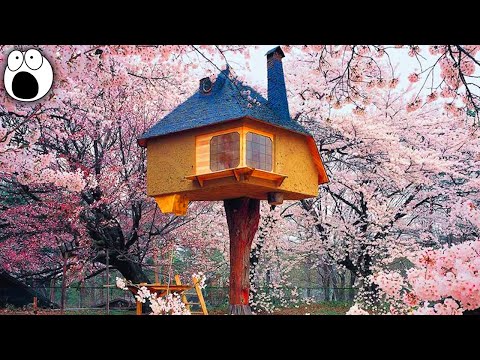 20 COOLEST Treehouses In The World - UCkQO3QsgTpNTsOw6ujimT5Q