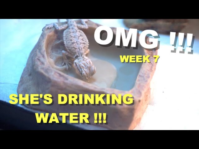 How To Get Your Bearded Dragon To Drink Water?