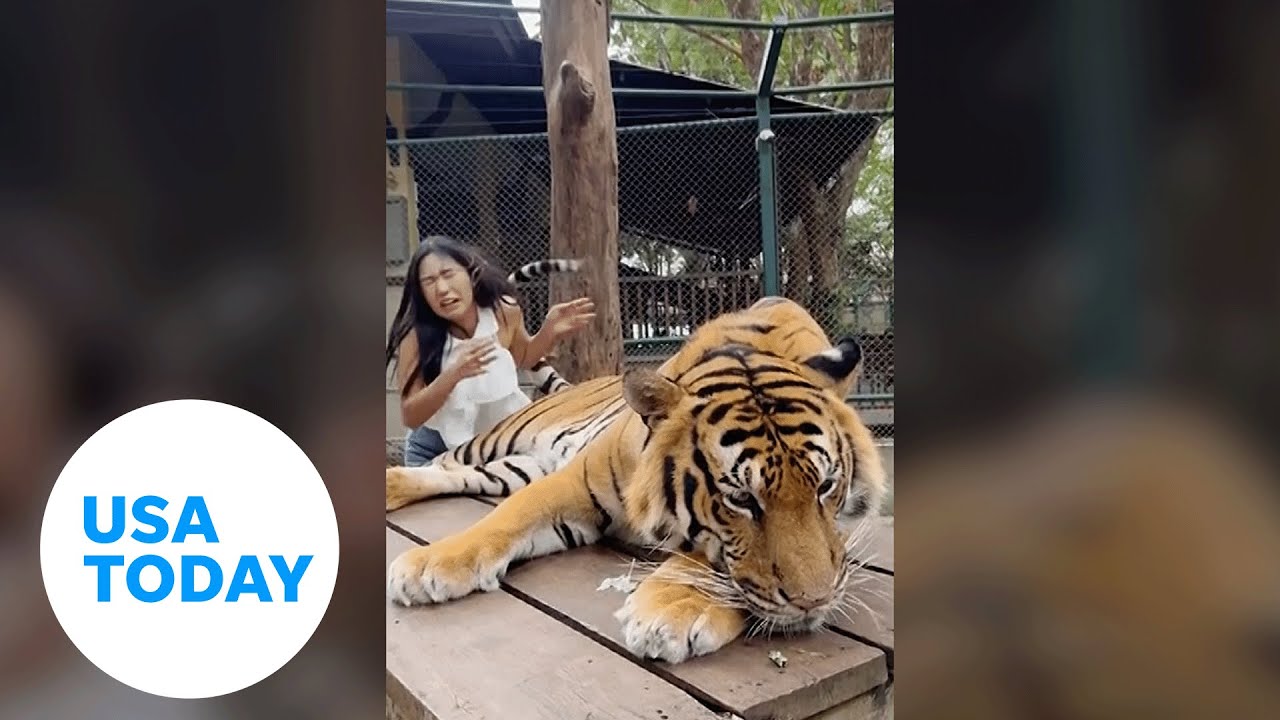 Gotcha!. Tiger slaps away tourist with its tail twice at a zoo in Thailand | USA TODAY