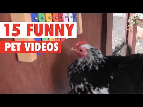 15 Funny Pet Videos Compilation 2016 - UCPIvT-zcQl2H0vabdXJGcpg